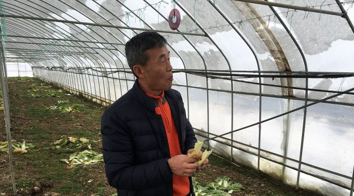 Un afacerist coreean creşte ciuperci Shiitake, pepene şi ridichi uriaşe în Prahova