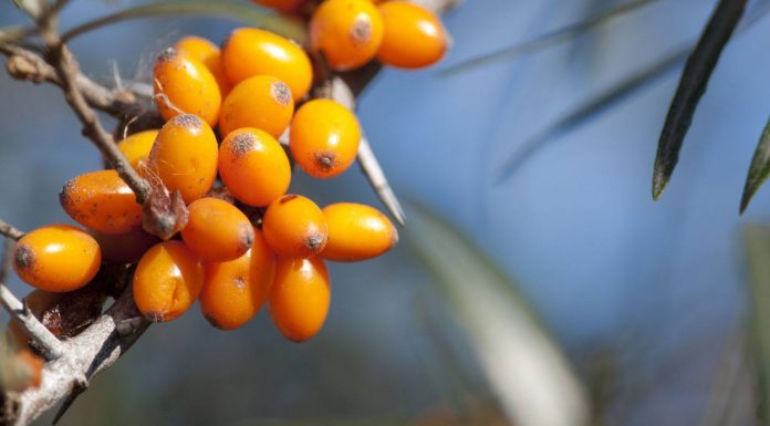 Adio nitriţi în mezeluri! O invenţie românească, şrotul de cătină ar putea scăpa de aditivi cancerigeni