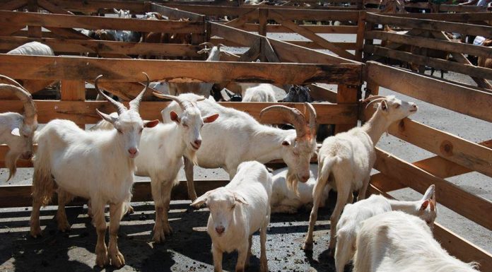 Festivalul Caprei ia startul în Comuna Târnava în acest weekend