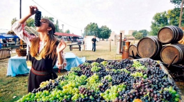 Încep Zilele Culesului Strugurilor la Vârșeț anunțate de Consulatul Serbiei din Timişoara