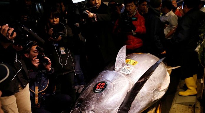 Un ton roşu uriaş a fost cumpărat la preţul de 1.8 milioane de dolari în Japonia