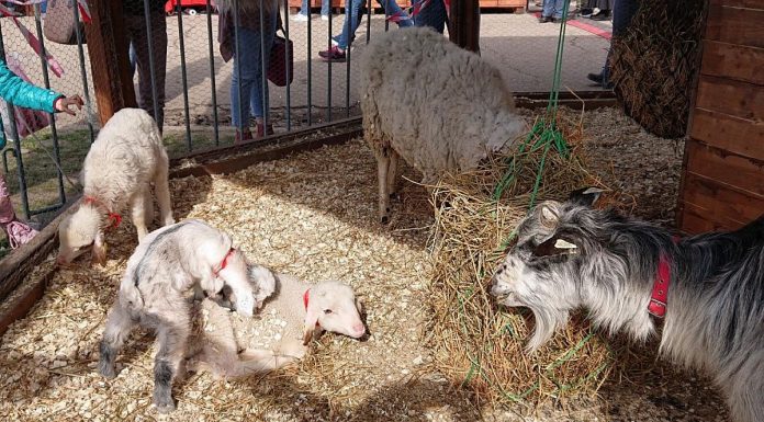 Mielul de Paşte din 2019 va fi cu 30% mai scump faţă de cel din 2018