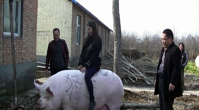 China a creat porcul de jumătate de tonă pe fondul unei crize severe de carne