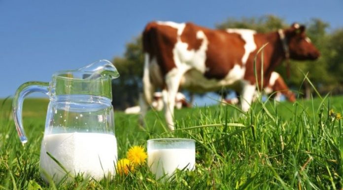 Peste 100 de fermieri din județul Suceava au făcut front comun și vor să construiască o fabrică de lactate cu magazin de desfacere în Șaru Dornei fabrică de lactate