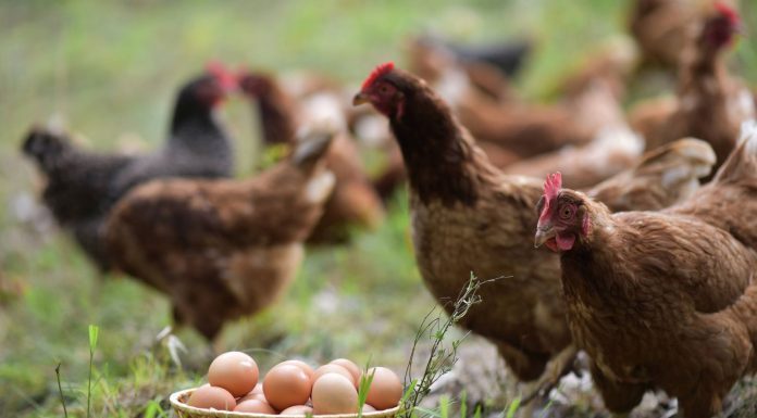 Microferma OgradaVerde a obţinut 300.000 de euro din produsele proprii vândute în 2020, preconizează creştere de 20% în 2021