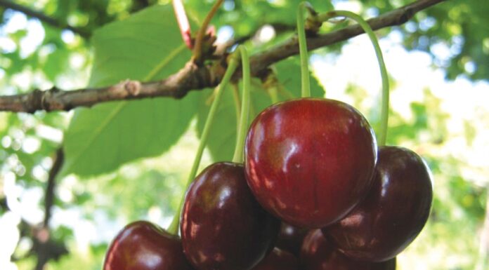 Cireşele de final de august sunt acum reale; Care e soiul care se coace la final de vară?