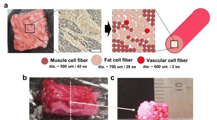 Oamenii de ştiinţă din Japonia au imprimat 3D o bucată de carne de vită Wagyu pornind de la celule stem