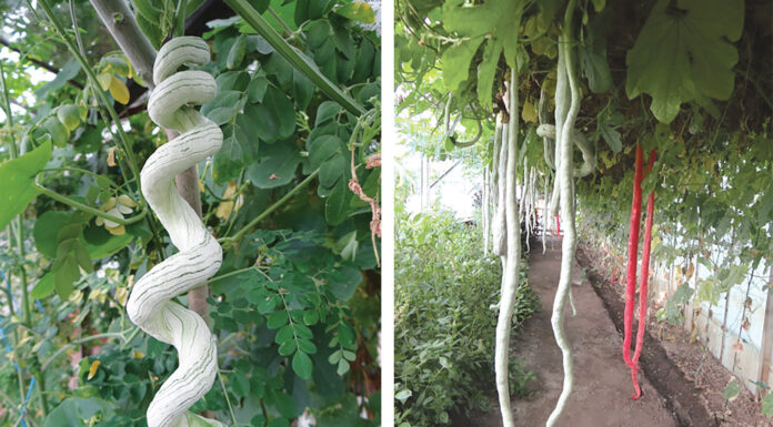 Cel mai ciudat dovleac din România are miros de pâine caldă şi gust de tomate; Provine din Buzău