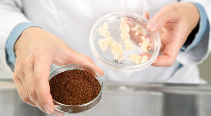 Oamenii de ştiinţă din Finlanda au creat cafeaua crescută în laborator