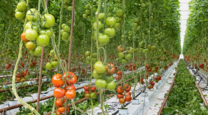 Risc major pentru sănătate: Legume contaminate cu pesticide în magazine