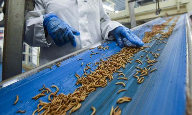 Consumul de insecte eșuează