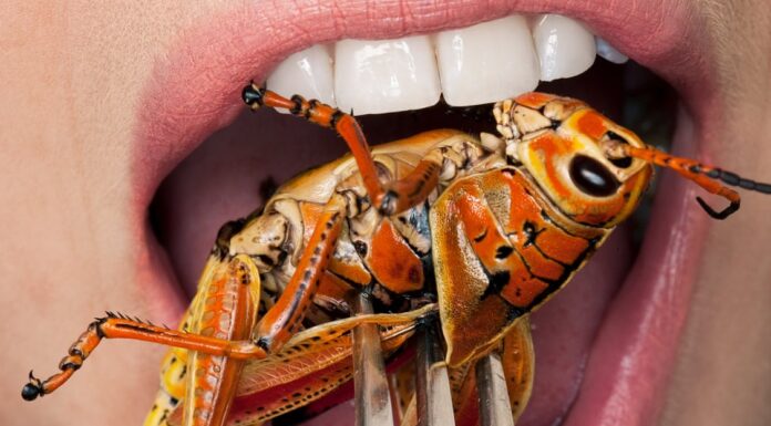 Un studiu arată că insectele nu pot înlocui carnea; Oamenii nu își schimbă dieta doar pentru binele planetei; Un studiu arată că planul de a înlocui carnea cu insecte nu funcționează