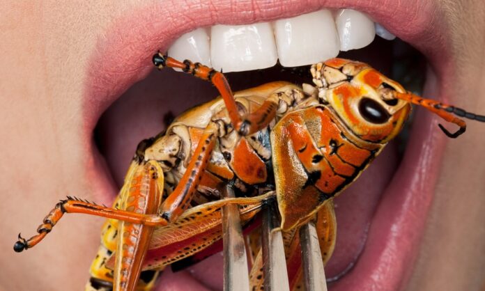 Un studiu arată că planul de a înlocui carnea cu insecte nu funcționează