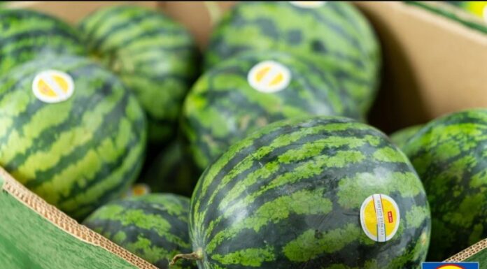 Lidl aduce în magazine cinci tipuri de pepeni românești Lidl