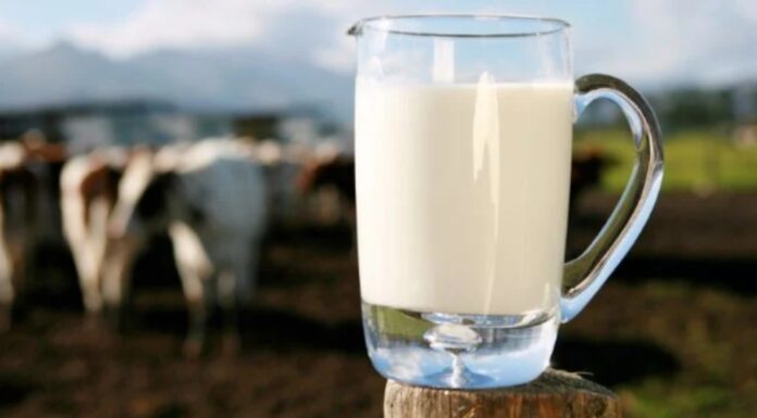 Laptele crud ar putea fi tratat cu lumină UV; FDA acceptă tehnologia TruActive