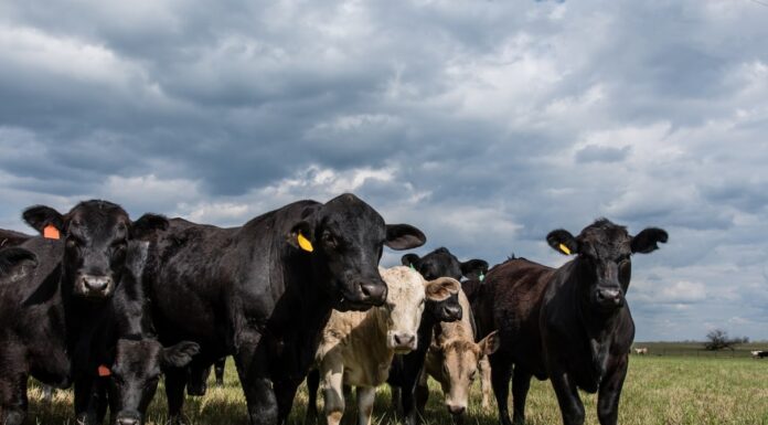 Carne de vită românească, în topul cererii externe; Israel plătește cel mai mult Carne de vită