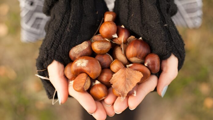 Sărbătoarea Castanelor